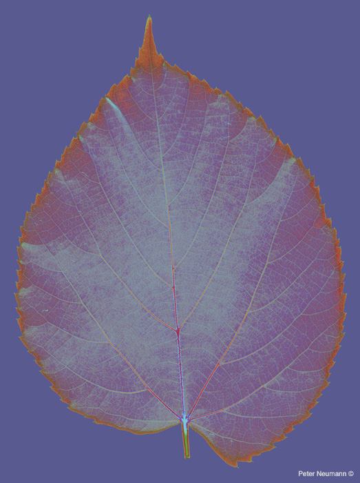Big_leaf_f
