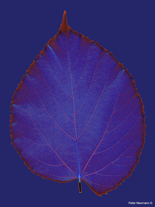 Big_leaf_g