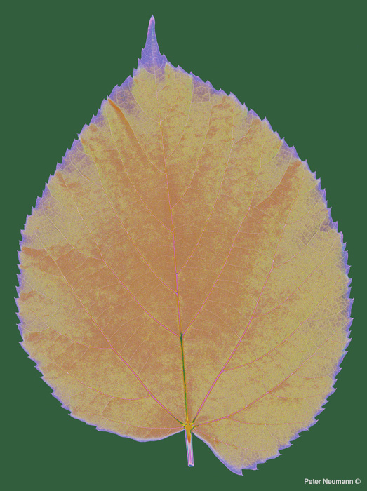 Big_leaf_h