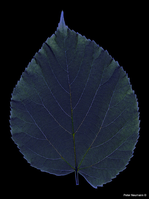 Big_leaf_n