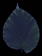 Big_leaf_n